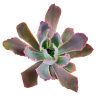 Echeveria neon breaker for sale, Succulents shop near me, succulents garden, succulent care, succulents shop in California, succulents store in CA, monthly succulents, Echeveria Neon Breaker in California, How to grow Echeveria Neon Breaker, Succulents for thanksgiving, Easter succulents idea, Growing succulents for thanksgiving, echeveria, echeveria succulent, echeveria types, succulent echeveria, buy succulents online, succulent shop, succulent store, echeveria plant, indoor succulents