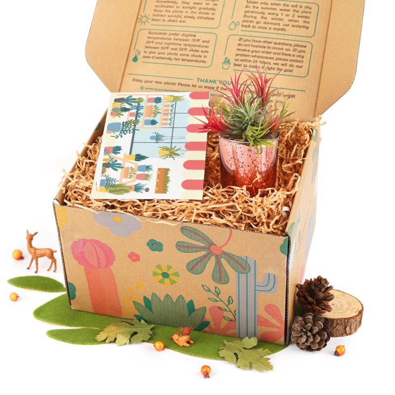 succulent gift box, unique succulent gifts, best succulent gift box, succulent gifts near me