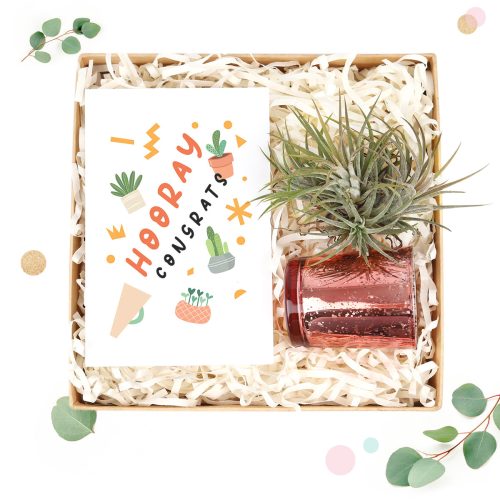 EcoFriendly Succulent Gift Box for Employee, Corporate Gift Succulents For Sale Online, Succulent gifts are a great choice for any wedding, DIY wedding succulent centerpieces, Succulent wedding favors ideas