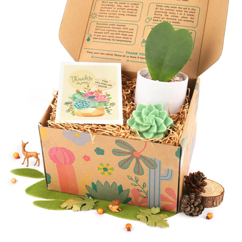 Gift Box include 1 Houseplant and 1 Rosette Succulent Soap, Buy Houseplant Gift Box Online, Unique Plant as Gift