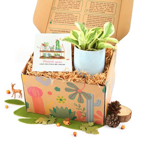 Buy Houseplant Gift Box Online, Potted Houseplant as Gift, Indoor Plant Gift with Greeting Card for Sale, Unique Gift Ideas for Many Occasions