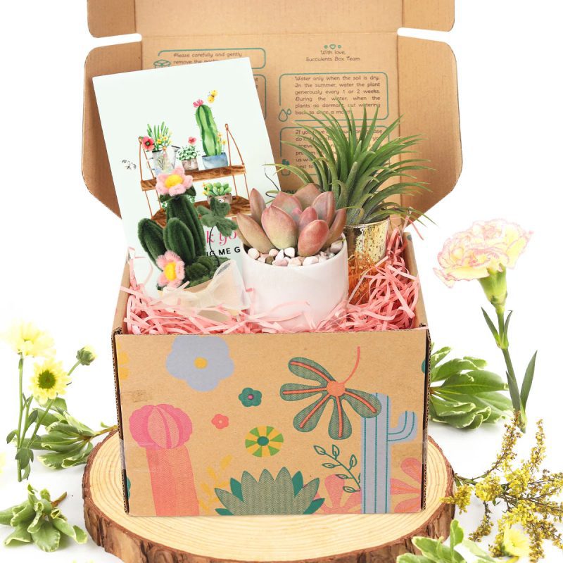 Corporate Gift Succulents For Sale Online, Succulent Thank You Gift Ideas, Thank you gift for your staff in 2024, Customizable Gift Boxes for employees and clients