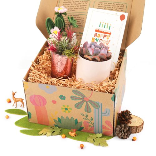 succulents gift boxes, gift box for plant lovers, gift ideas 2024, unique gift boxes, gift for sale, buy gift online 