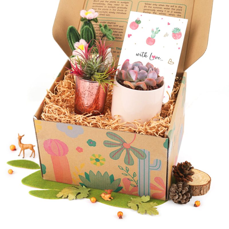 plants gift boxes, succulents and airplants gift boxes, buy gift boxes online, gifts for sale