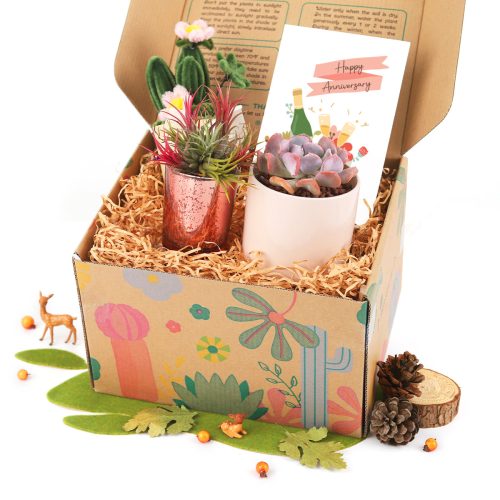 succulent gift box, unique succulent gifts, best succulent gift box, succulent gifts near me