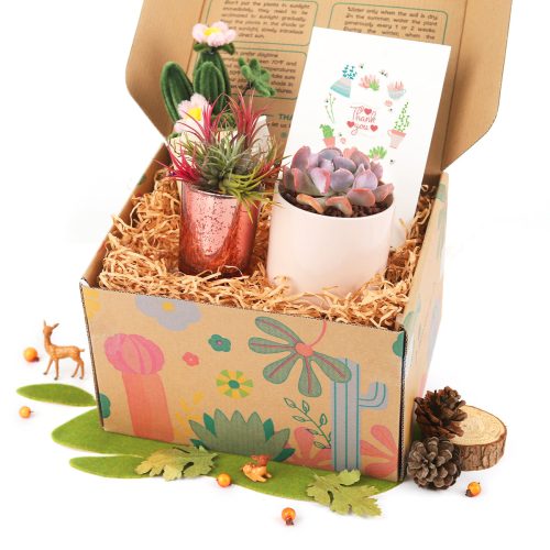 The Gift Box includes 1 Airplant 1 Succulent and 1 Felt Wire Cactus Pot, Unique Gift Ideas for Your Plant Lovers, Best Sources to Buy Succulent Gift Boxes