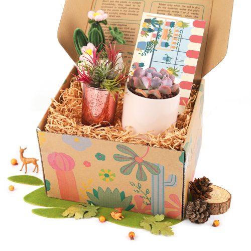 succulent gift box delivery, succulent gift box, unique succulent gifts, best succulent gift box, succulent gifts near me