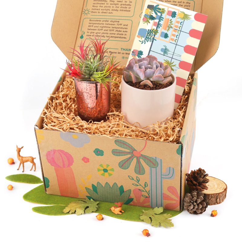 succulent gift box, unique succulent gifts, best succulent gift box, succulent gifts near me