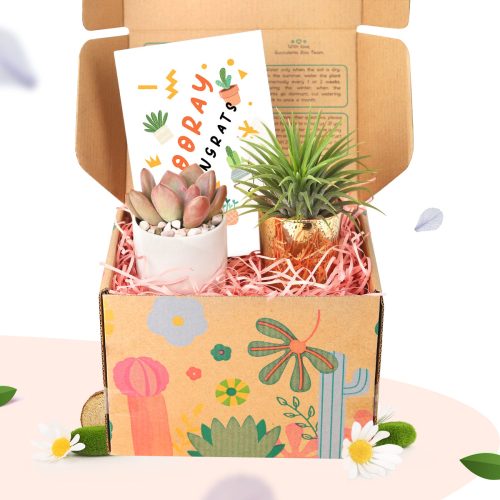 Best Selling Succulent & Air Plant Gifts, Plants As Corporate Gifts, Corporate Gifts for Employees, Client Gifts, Unique live plant gift ideas