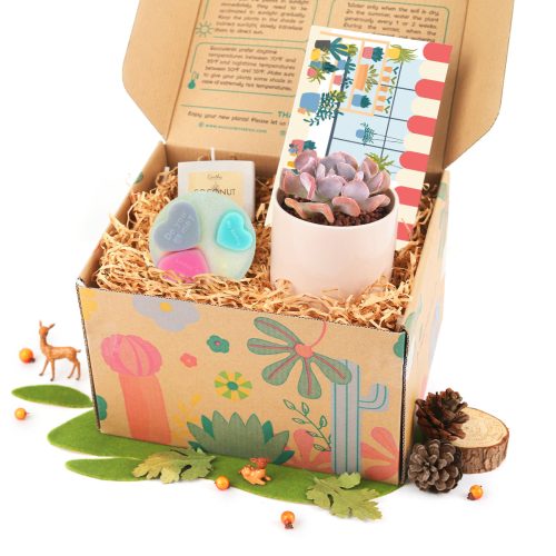 succulent gift box, unique succulent gifts, best succulent gift box, succulent gifts near me, succulent gifts for teachers