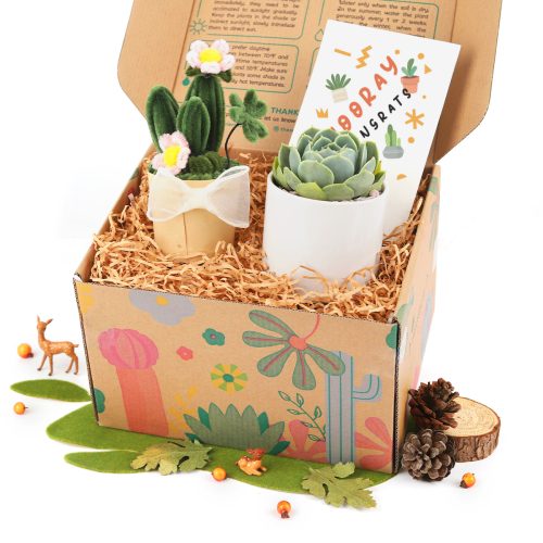 plants gift box, succulent gift box ideas, succulent gift box delivery, succulent gift box, unique succulent gifts