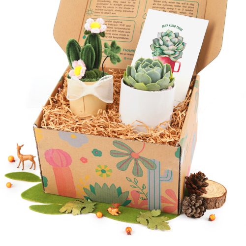 best succulent gift box, succulent gifts near me, succulent gifts for teachers, succulent gifts for coworkers