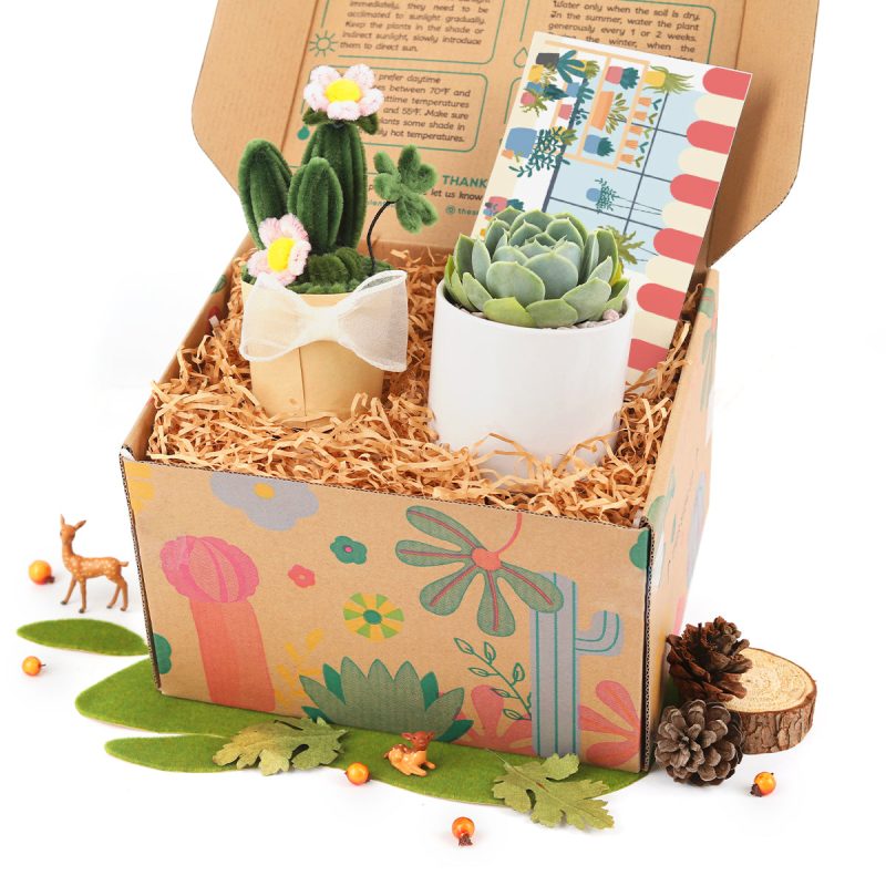 best succulent gift box, succulent gifts near me, succulent gifts for teachers, succulent gifts for coworkers, succulent gifts for wedding