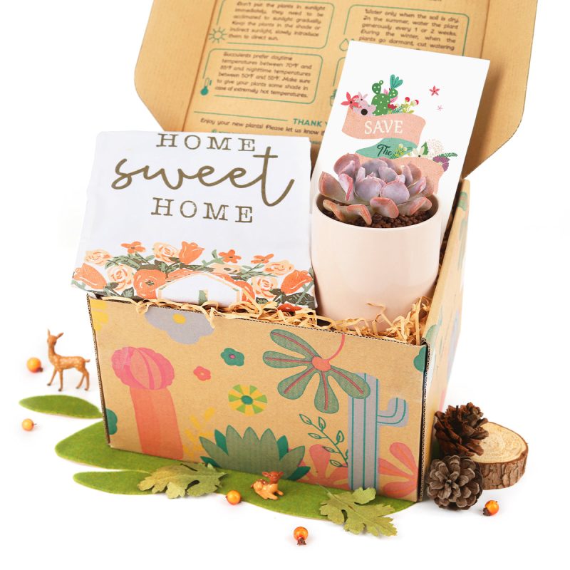 Housewarming Gift Box includes 1 Succulent and 1 Kitchen Towel, Unique Succulent Gift for Home Decoration