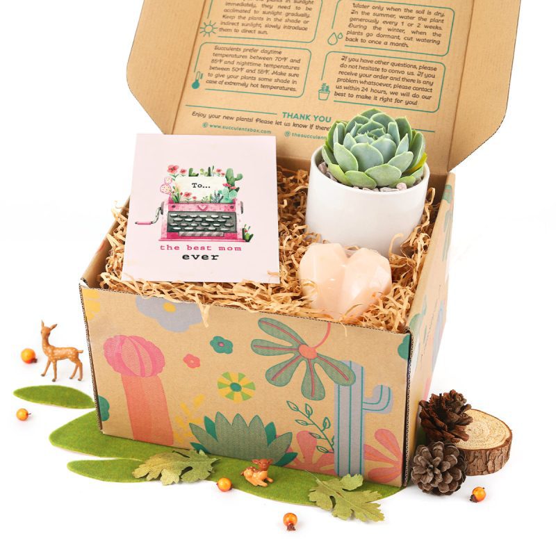 Gift Box includes 1 Succulent and 1 Heart-Shaped Soap for Sale, Live Succulent Gift Ideas, Perfect Gifts for Plant Lovers, Potted Succulent as Gift