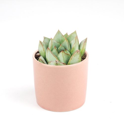 Echeveria Glory, Echeveria Glory succulent, Echeveria Glory care, Echeveria Glory for sale, Echeveria Glory care guide, how to care for Echeveria Glory, rosette succulents, Echeveria Glory rosette, Echeveria Glory rosette succulent