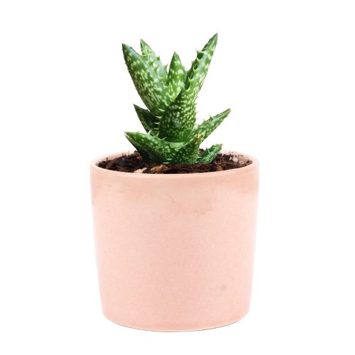 Tiger Tooth Aloe for sale, succulent care tips, succulent plant, cactus, indoor succulents, how to grow succulents, Succulents shop near me, succulents store in CA, succulents shop in California, Tiger Tooth Aloe in California, How to grow Tiger Tooth Aloe. indoor succulents.