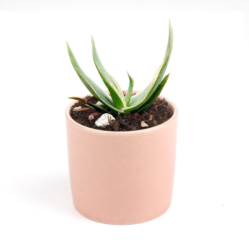 Coral Aloe Striata for Sale, Rare succulents, how to grow succulents, succulents shop in California, succulent plant, monthly succulents, succulents store in CA, cactus, succulent care, Coral Aloe Striata in California, How to grow Coral Aloe Striata