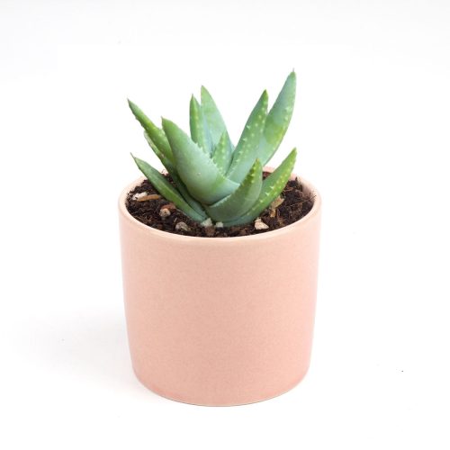 Aloe Brevifolia Succulent, succulents store in CA, cactus, Succulents shop near me, succulents garden, succulent subscription, how to grow succulents, succulent care, Succulents, Aloe Brevifolia Succulent in California, How to grow Aloe Brevifolia Succulent