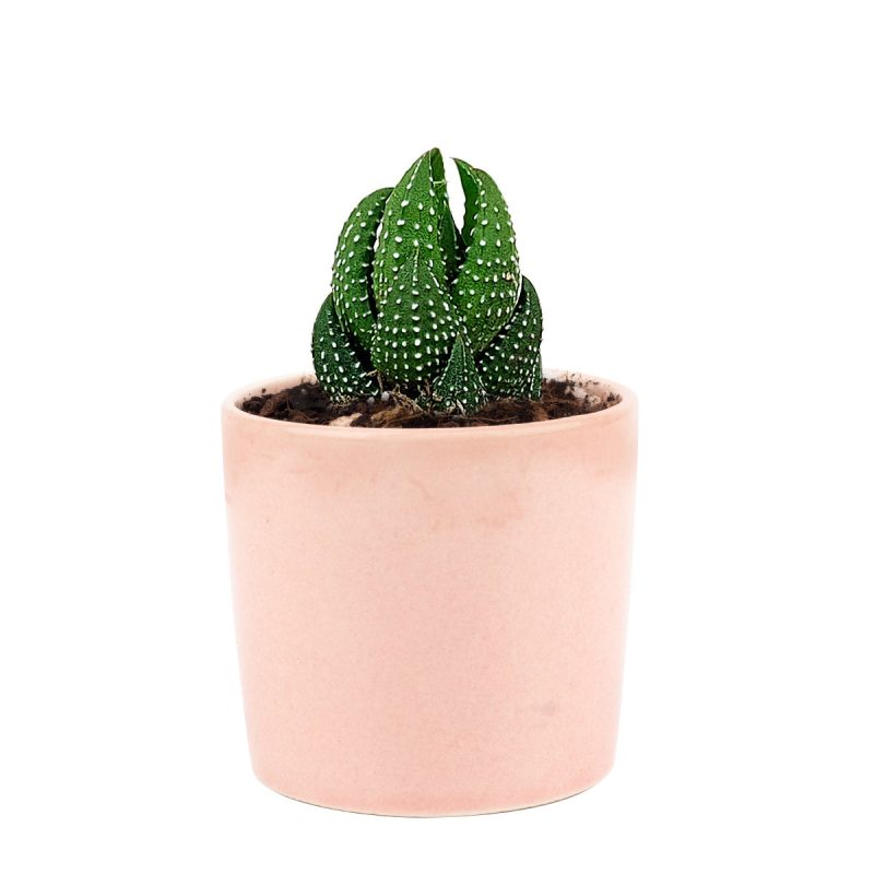 Haworthia african pearl, succulents shop in California, Succulents, Succulents shop near me, cactus, how to grow succulents, succulents store in CA, succulent plant, succulents garden, Haworthia african pearl in California, How to grow Haworthia african pearl. indoor succulents.