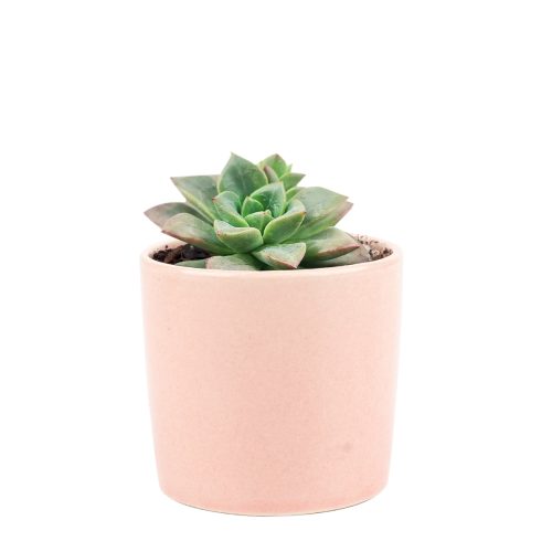 Echeveria Compressicaulis, Echeveria Compressicaulis succulent, Rare Echeveria Compressicaulis, Echeveria Compressicauliss care, Echeveria Compressicaulis for sale, Echeveria Compressicaulis Succulent in California, How to grow Echeveria Compressicaulis Succulent