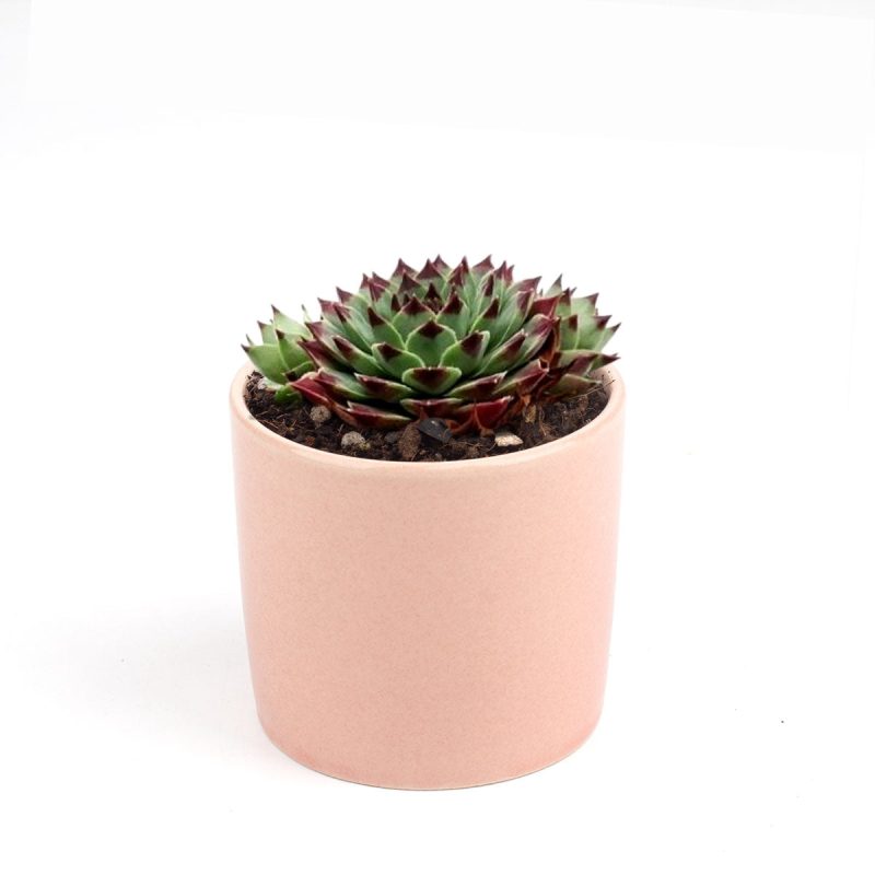 sempervivum calcareum for sale, succulent subscription, succulent plant, how to grow succulents, Succulents, succulents shop in California, succulent care guide, indoor succulents, Succulents shop near me, sempervivum calcareum in California, How to grow sempervivum calcareum, indoor succulents