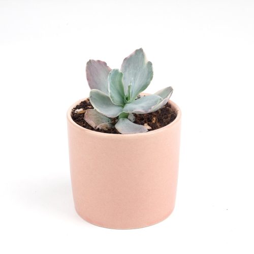 Echeveria Decora Variegated for sale, How to grow Echeveria Decora Variegated, Variegata Echeveria Decora broad flatish leaves, Rare Variegated Echeveria Decora, Tricolor Echeveria Decora Plant Care, Succulents, Succulents Gift Box, Succulent Home Decoration, Shop Succulents Online Store, Succulents Shop in California, echeveria, echeveria succulent, echeveria types, succulent echeveria, buy succulents online, succulent shop, succulent store, echeveria plant, indoor succulents