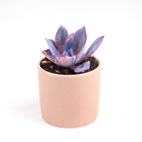 Echeveria Afterglow Pink Succulent for sale, Pink Rosette Shaped Succulent, Wedding Succulent Ideas, Succulent Gift Decor Ideas, How to grow Echeveria Afterglow Succulent, Echeveria Afterglow Succulent Care Guide, indoor succulents, echeveria, echeveria succulent, echeveria types, succulent echeveria, buy succulents online, succulent shop, succulent store, echeveria plant