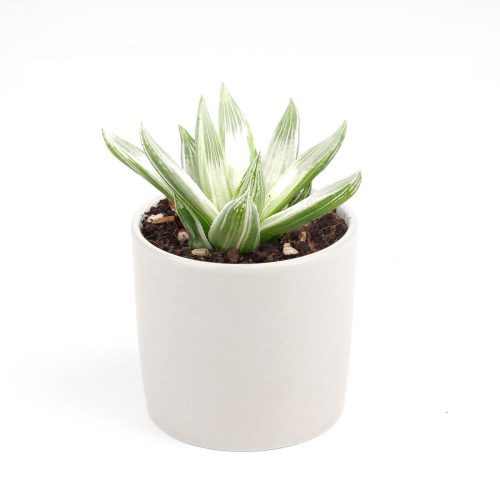 Haworthia cooperi variegata, succulent care, succulent care guide, succulents store in CA, Succulents, succulents shop in California, Rare succulents, succulent plant, cactus, Haworthia cooperi variegata in California, How to grow Haworthia cooperi variegata. indoor succulents