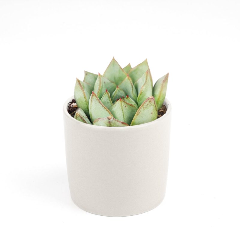 Echeveria Glory, Echeveria Glory succulent, Echeveria Glory care, Echeveria Glory for sale, Echeveria Glory care guide, how to care for Echeveria Glory, rosette succulents, Echeveria Glory rosette, Echeveria Glory rosette succulent