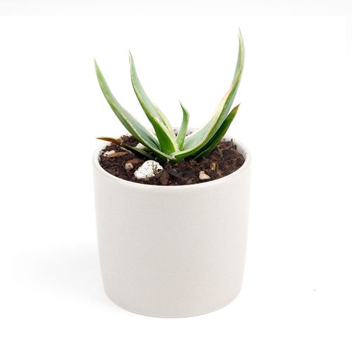 Coral Aloe near me, succulent subscription, Rare succulents, succulent care guide, indoor succulents, Succulents shop near me, succulents shop in California, succulent plant, succulents store in CA, Coral Aloe in California, How to grow Coral Aloe