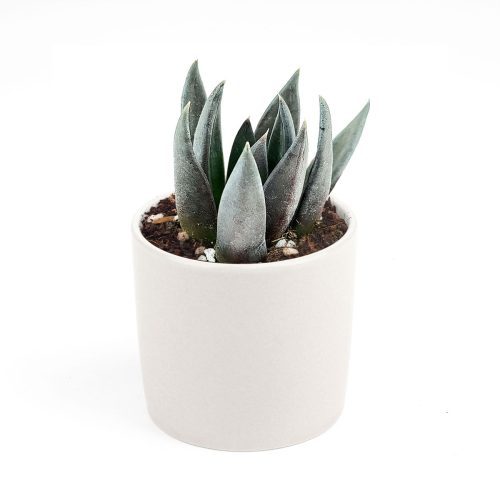 How to care for black knight Succulent, How to make your succulent dark, How to change succulent color, How to make black knight Succulent turn pink, Succulent turning pink, How to make succulents change color, How to grow colorful succulents,echeveria, echeveria succulent, echeveria types, succulent echeveria, buy succulents online, succulent shop, succulent store, echeveria plant, indoor succulents