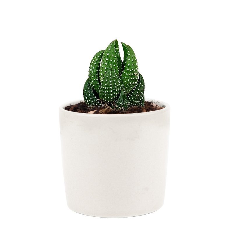 Haworthia african pearl, succulents shop in California, Succulents, Succulents shop near me, cactus, how to grow succulents, succulents store in CA, succulent plant, succulents garden, Haworthia african pearl in California, How to grow Haworthia african pearl. indoor succulents.