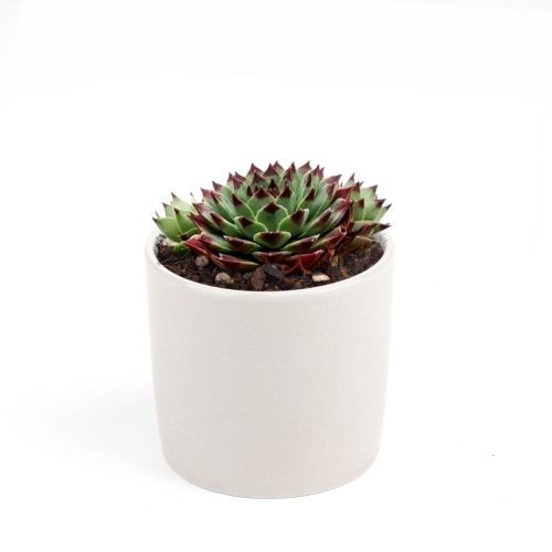 sempervivum calcareum for sale, succulent subscription, succulent plant, how to grow succulents, Succulents, succulents shop in California, succulent care guide, indoor succulents, Succulents shop near me, sempervivum calcareum in California, How to grow sempervivum calcareum, indoor succulents