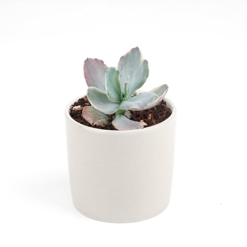 Echeveria Decora Variegated for sale, How to grow Echeveria Decora Variegated, Variegata Echeveria Decora broad flatish leaves, Rare Variegated Echeveria Decora, Tricolor Echeveria Decora Plant Care, Succulents, Succulents Gift Box, Succulent Home Decoration, Shop Succulents Online Store, Succulents Shop in California, echeveria, echeveria succulent, echeveria types, succulent echeveria, buy succulents online, succulent shop, succulent store, echeveria plant, indoor succulents