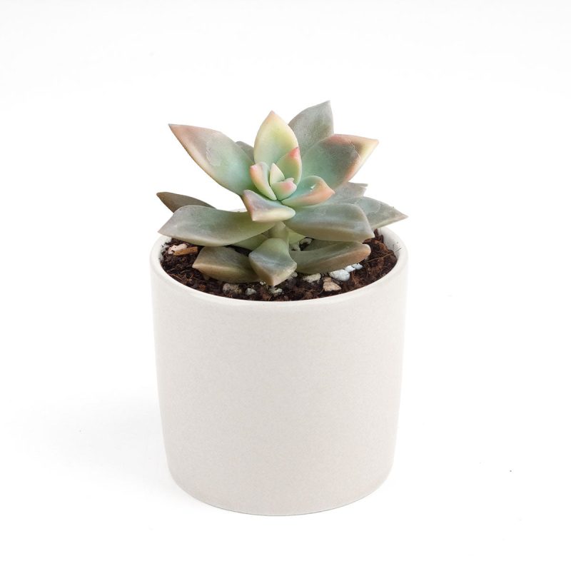 variegated ghost succulent for sale, graptopetalum ghost plant, monthly succulents, succulent care, succulents store in CA, cactus, succulents shop in California, Succulents, Rare succulents, how to grow succulents, variegated graptopetalum ghost in California, How to grow variegated graptopetalum ghost, rare succulents, rare succulents for sale, unique succulents, buy succulents online, rare succulent, succulent shop, unusual succulents, succulent store, succulents online