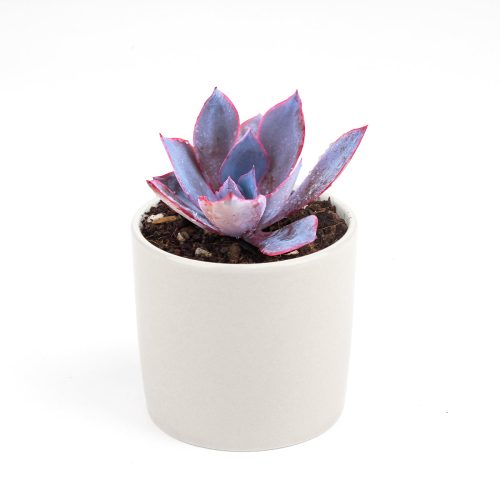 Echeveria Afterglow Pink Succulent for sale, Pink Rosette Shaped Succulent, Wedding Succulent Ideas, Succulent Gift Decor Ideas, How to grow Echeveria Afterglow Succulent, Echeveria Afterglow Succulent Care Guide, indoor succulents, echeveria, echeveria succulent, echeveria types, succulent echeveria, buy succulents online, succulent shop, succulent store, echeveria plant