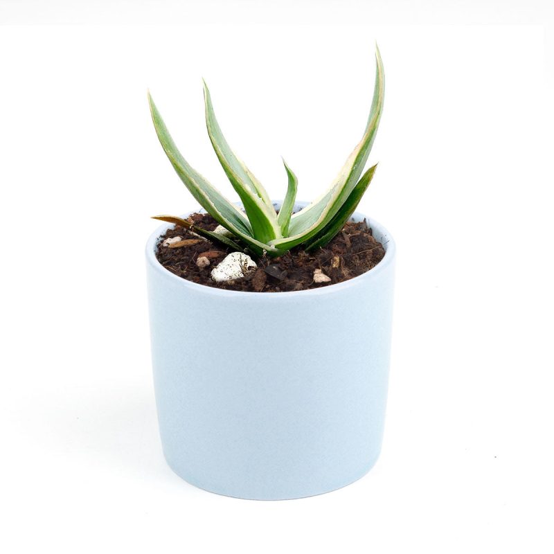 Coral Aloe Striata for Sale, Rare succulents, how to grow succulents, succulents shop in California, succulent plant, monthly succulents, succulents store in CA, cactus, succulent care, Coral Aloe Striata in California, How to grow Coral Aloe Striata