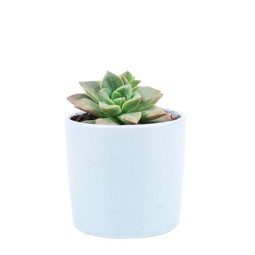 Echeveria Compressicaulis, Echeveria Compressicaulis succulent, Rare Echeveria Compressicaulis, Echeveria Compressicauliss care, Echeveria Compressicaulis for sale, Echeveria Compressicaulis Succulent in California, How to grow Echeveria Compressicaulis Succulent