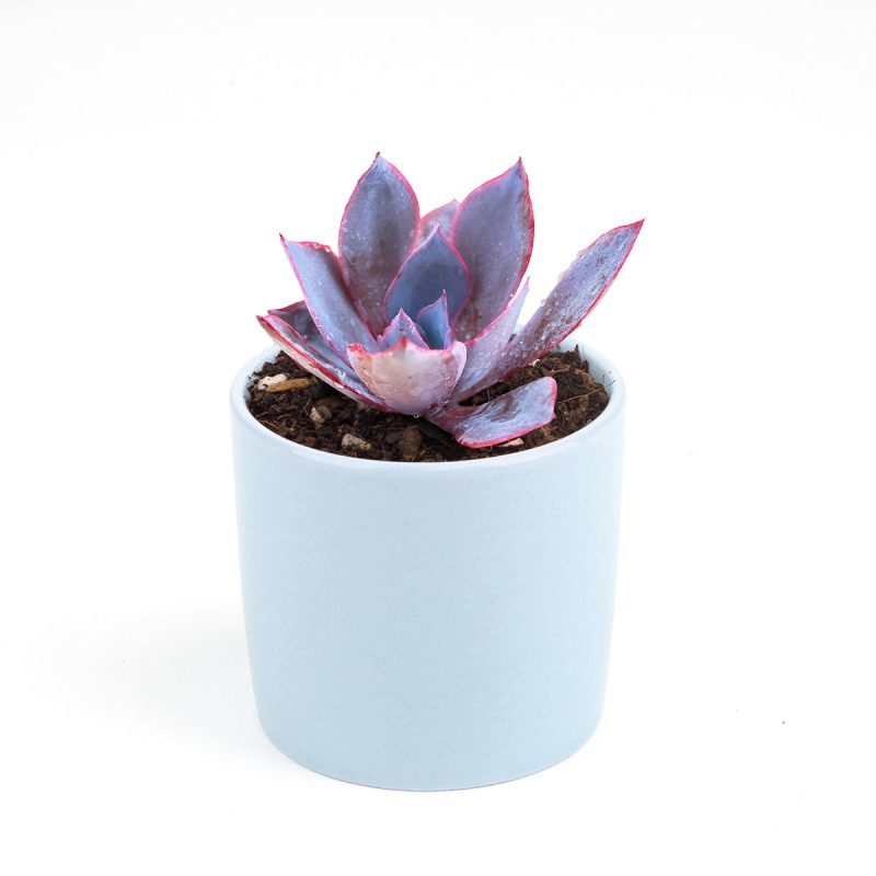 Echeveria Afterglow Pink Succulent for sale, Pink Rosette Shaped Succulent, Wedding Succulent Ideas, Succulent Gift Decor Ideas, How to grow Echeveria Afterglow Succulent, Echeveria Afterglow Succulent Care Guide, indoor succulents, echeveria, echeveria succulent, echeveria types, succulent echeveria, buy succulents online, succulent shop, succulent store, echeveria plant