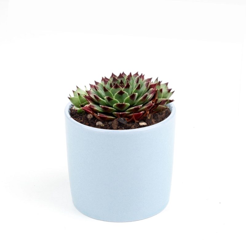 sempervivum calcareum for sale, succulent subscription, succulent plant, how to grow succulents, Succulents, succulents shop in California, succulent care guide, indoor succulents, Succulents shop near me, sempervivum calcareum in California, How to grow sempervivum calcareum, indoor succulents