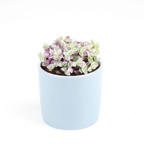 buy pink vine plant online, callisia repens pink lady small size in blue cylinder ceramic pot for sale, live plant as gift