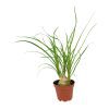 Ponytail Stump palm, Beaucarnea recurvata, succulent with palm-like foliage, easiest houseplant, easy plant for beginners and busy people, compact desktop plant, best houseplant gift ideas