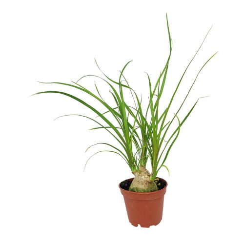 Ponytail Stump palm, Beaucarnea recurvata, succulent with palm-like foliage, easiest houseplant, easy plant for beginners and busy people, compact desktop plant, best houseplant gift ideas