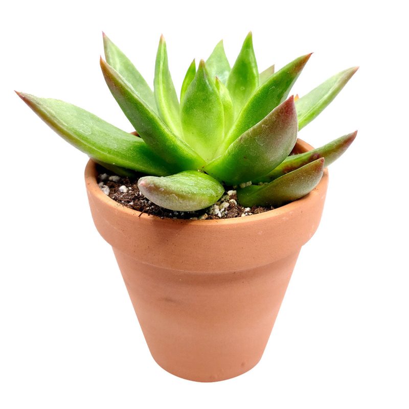 echeveria agavoides christmas for sale, buy christmas cactus 2 inch/ 4 inch online, christmas succulent as gift, holiday decor ideas, live echeveria for sale california