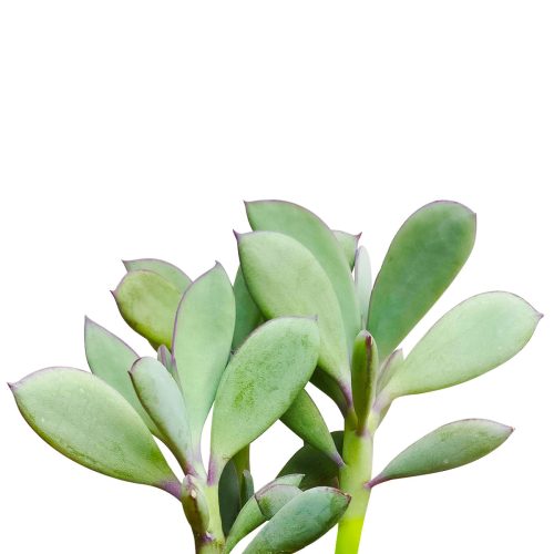 Vertical Leaf Senecio for sale, succulents garden, Succulents, succulent care guide, Succulents shop near me, succulent care tips, monthly succulents, indoor succulents, succulent care, Vertical Leaf Senecio in California, How to grow Vertical Leaf Senecio