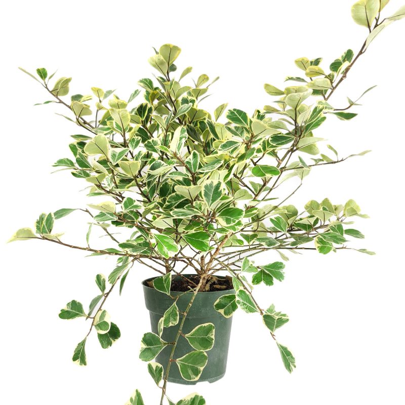 Ficus Triangularis Variegata, how to care for Ficus  Triangularis, variegated Ficus plant, easy care air-purifying houseplant for homes and offices, decorative variegated plant, rare and unique houseplant