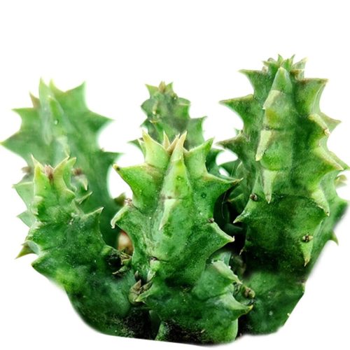 Orbea Variegata Succulent, Starfish cactus, Toad cactus, live cactus for sale, unique cactus for gift ideas, succulents for sale, rare succulents, rare succulents for sale, unique succulents, buy succulents online, rare succulent, succulent shop, unusual succulents, succulent store, succulents online