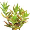 Crassula Campfire for Sale, succulents shop in California, succulent plant, succulent subscription, succulent care tips, indoor succulents, succulents garden, how to grow succulents, Rare succulents, Crassula Campfire in California, crassula, crassula plant, crassula succulent, crassula types, crassula varieties, types of crassula, crassula species, crassulas, succulent crassula