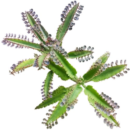 Mother of Thousands Kalanchoe, Rare succulents, succulent care, Succulents shop near me, Succulents, succulent care tips, cactus, monthly succulents, succulents store in CA, Mother of Thousands Kalanchoe in California, How to grow Mother of Thousands Kalanchoe